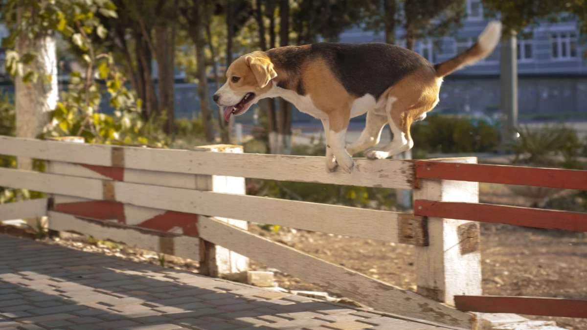 ทำอย่างไรดี? เมื่อหมา–แมวชอบหนีออกจากบ้าน!