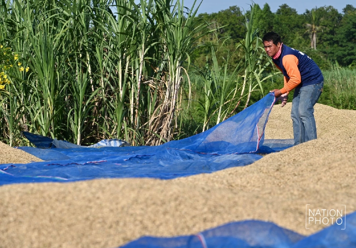 ชาวนาหนองหญ้าแก้ว เร่งเก็บเกี่ยวผลผลิต ยอมขาดทุนเกี่ยวข้าวยังไม่ทันสุก