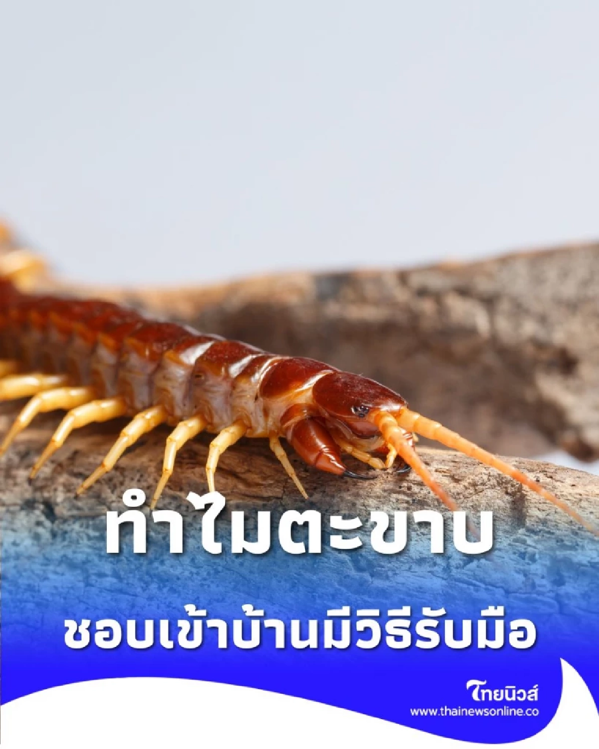 ทำไม ตะขาบ ถึงบุกบ้าน พร้อมบอก 3 วิธีไล่ตะขาบที่ได้ผลจริง