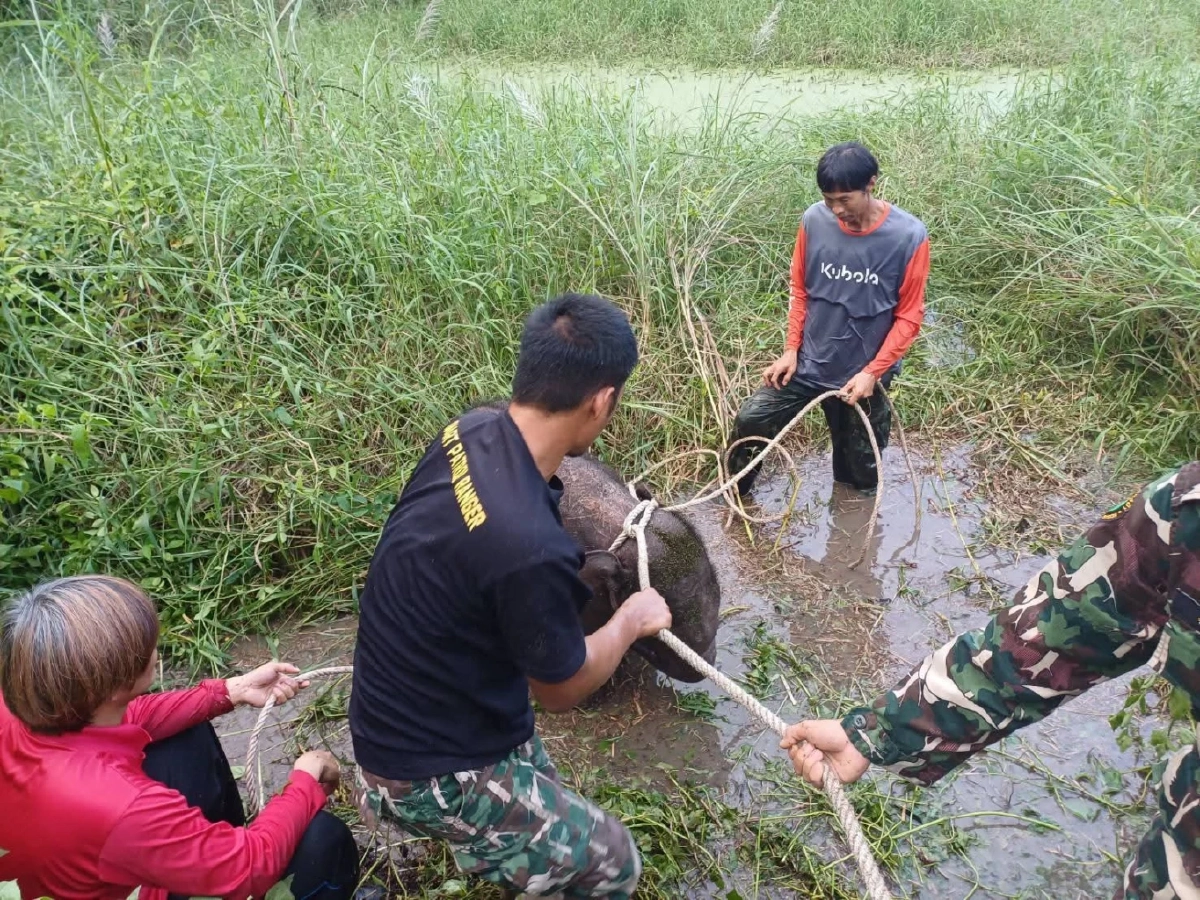 ลูกช้างพลัดหลงห้วยขาแข้งปลอดภัยแล้ว หลังระดมกำลังค้นหา 5 วัน