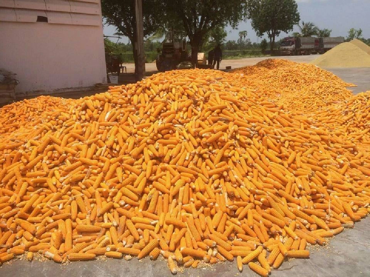 ยืนยันนำเข้า ข้าวโพดเลี้ยงสัตว์ 1 ล้านตัน จากสหรัฐฯ ไม่ใช่ปัญหา