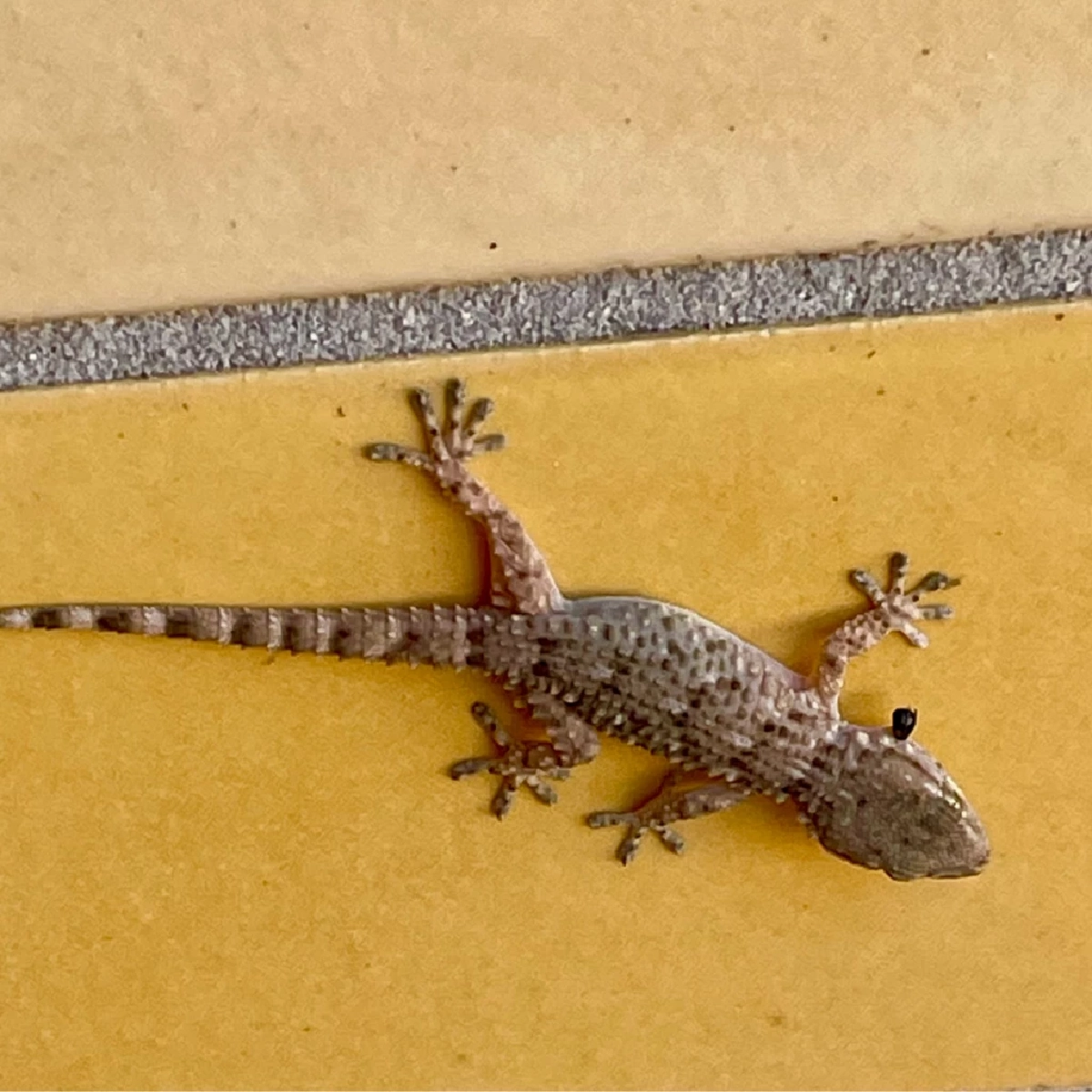 เผย 5 ของใช้ในบ้านที่ช่วยป้องกันจิ้งจกได้อย่างธรรมชาติ