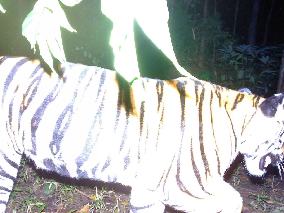 ข่าวดีพบ “ลูกเสือโคร่งไทรโยค” ตัวใหม่ ยืนยันป่าไทยยังอุดมสมบูรณ์