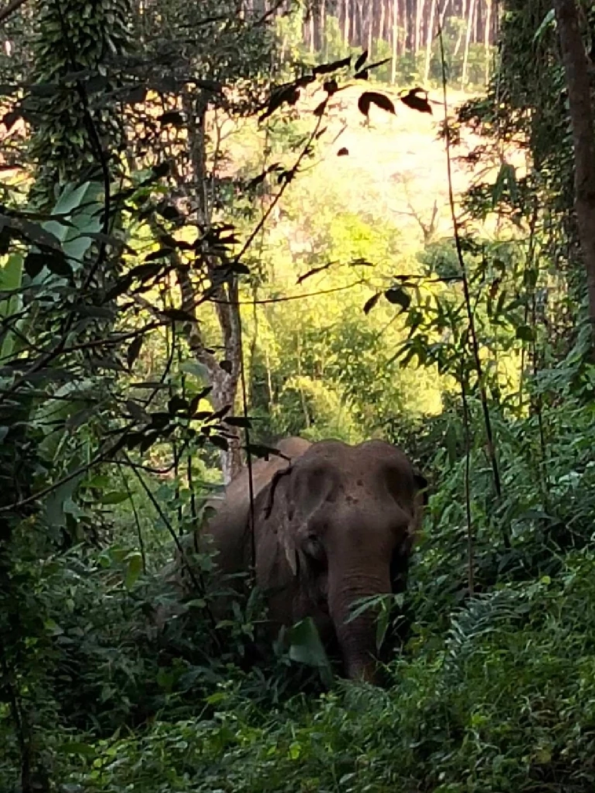 ระทึกกลางดึก จนท. ระดมทีมผลักดันช้างป่าแม่ลูกกลับป่า หลังบุกหากินใกล้ชุมชน