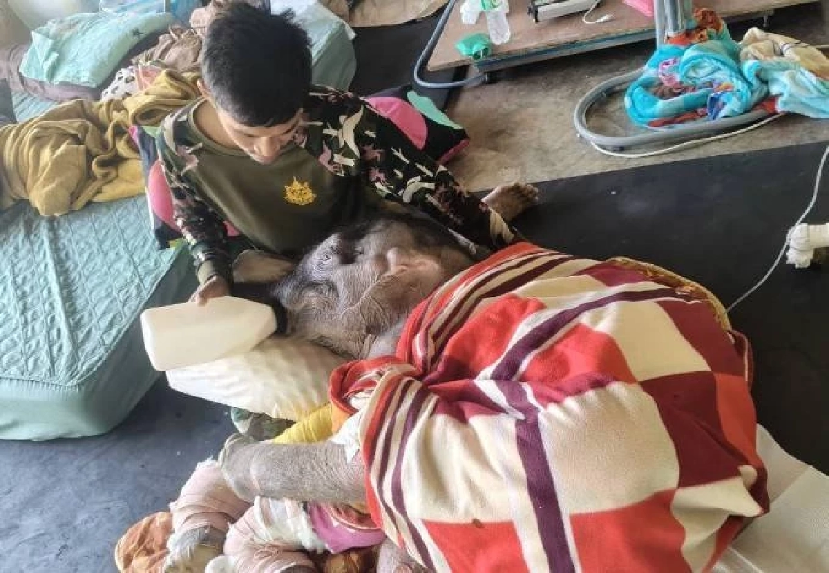 อัพเดท! ข้าวต้ม ลูกช้างป่าอาการดีขึ้นต่อเนื่อง ร่าเริงมีแรง