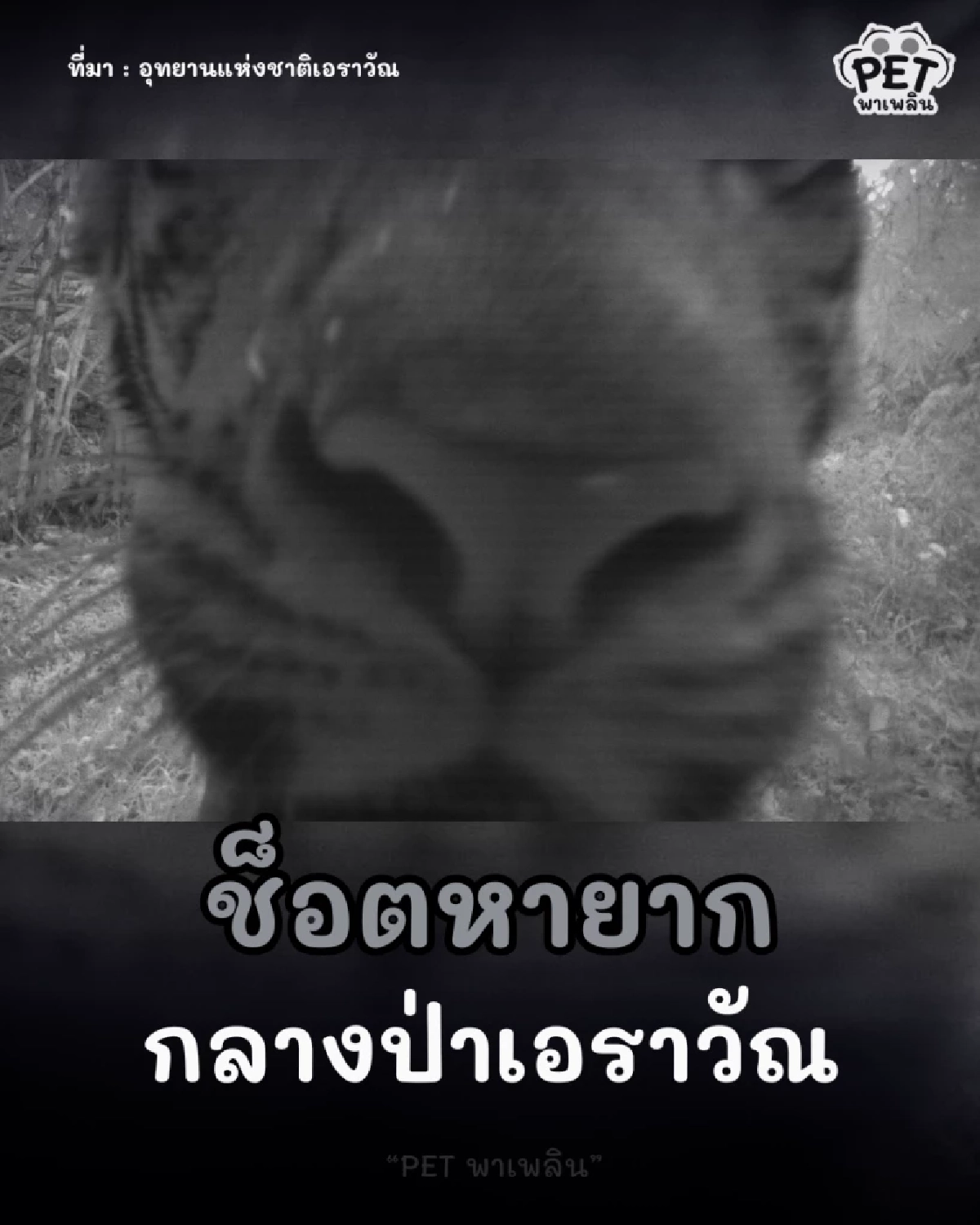 เผยพฤติกรรมลับ เสือดมกล้องดักถ่าย! ช็อตหายากกลางป่าเอราวัณ