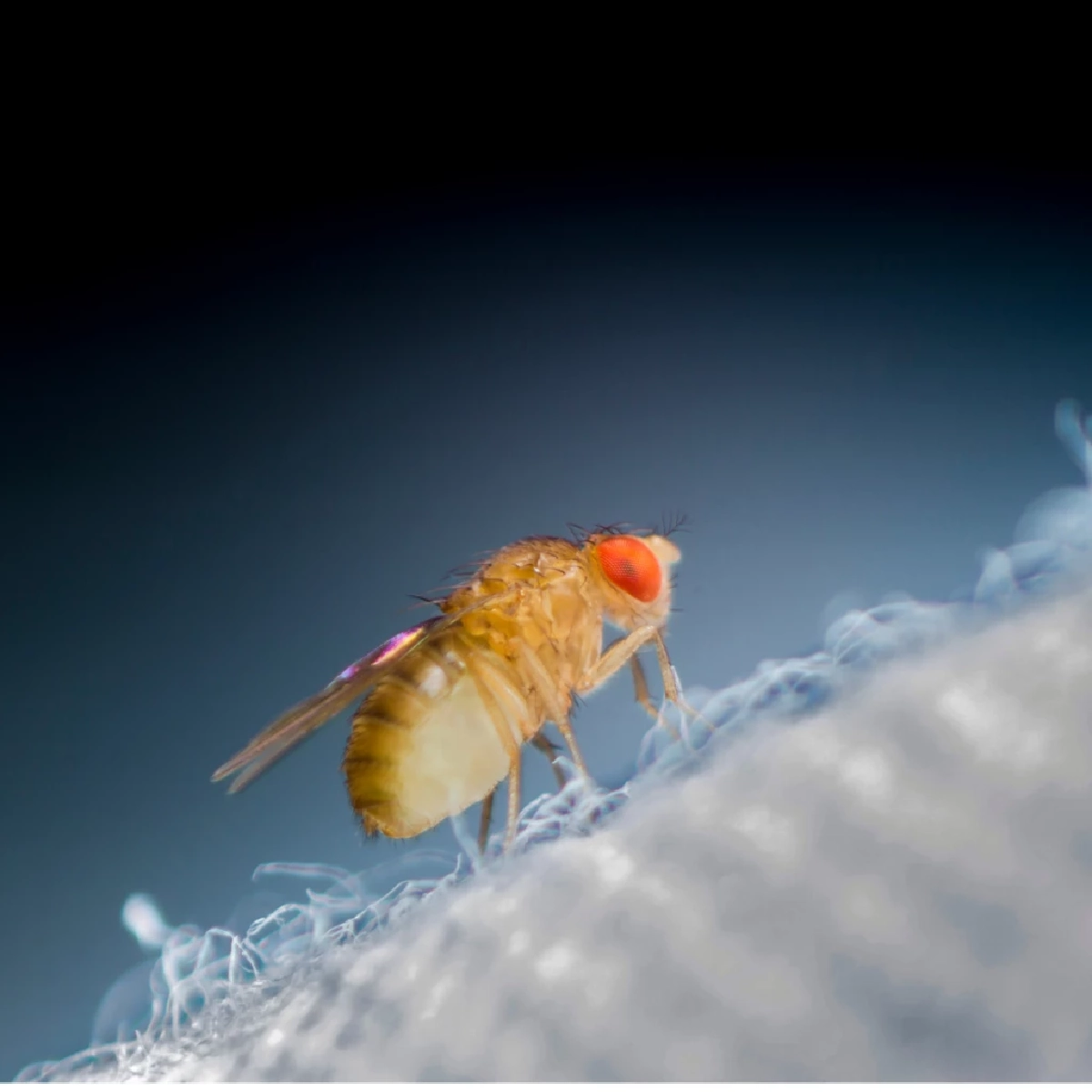 ไขปัญหาแมลงหวี่บุกบ้าน เผยต้นตอแหล่งเพาะพันธุ์ใกล้ตัวคุณ