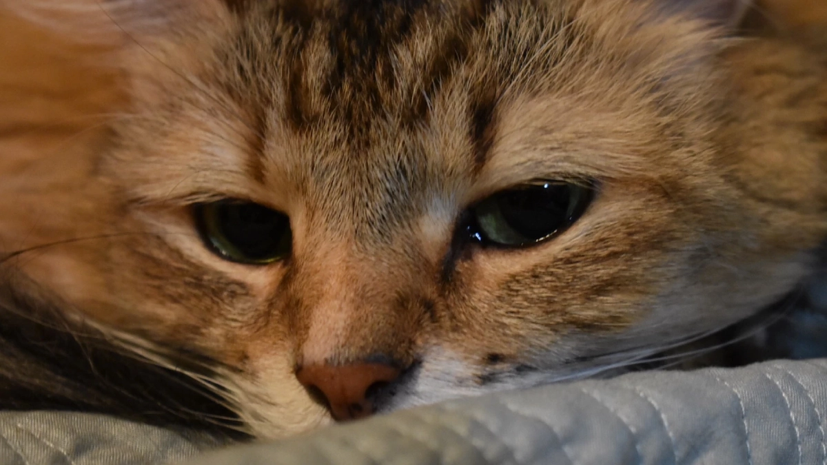 แมวซึมหลังเสียเพื่อนร่วมบ้าน นี่คือสัญญาณความเหงาใช่ไหม?