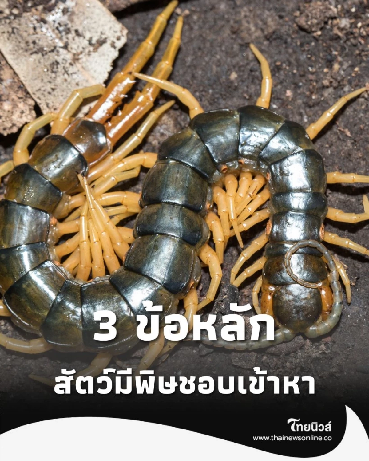 3 สิ่งหลักที่ ดึงดูดสัตว์มีพิษ หยุดทำตอนนี้ก่อนจะสายไป