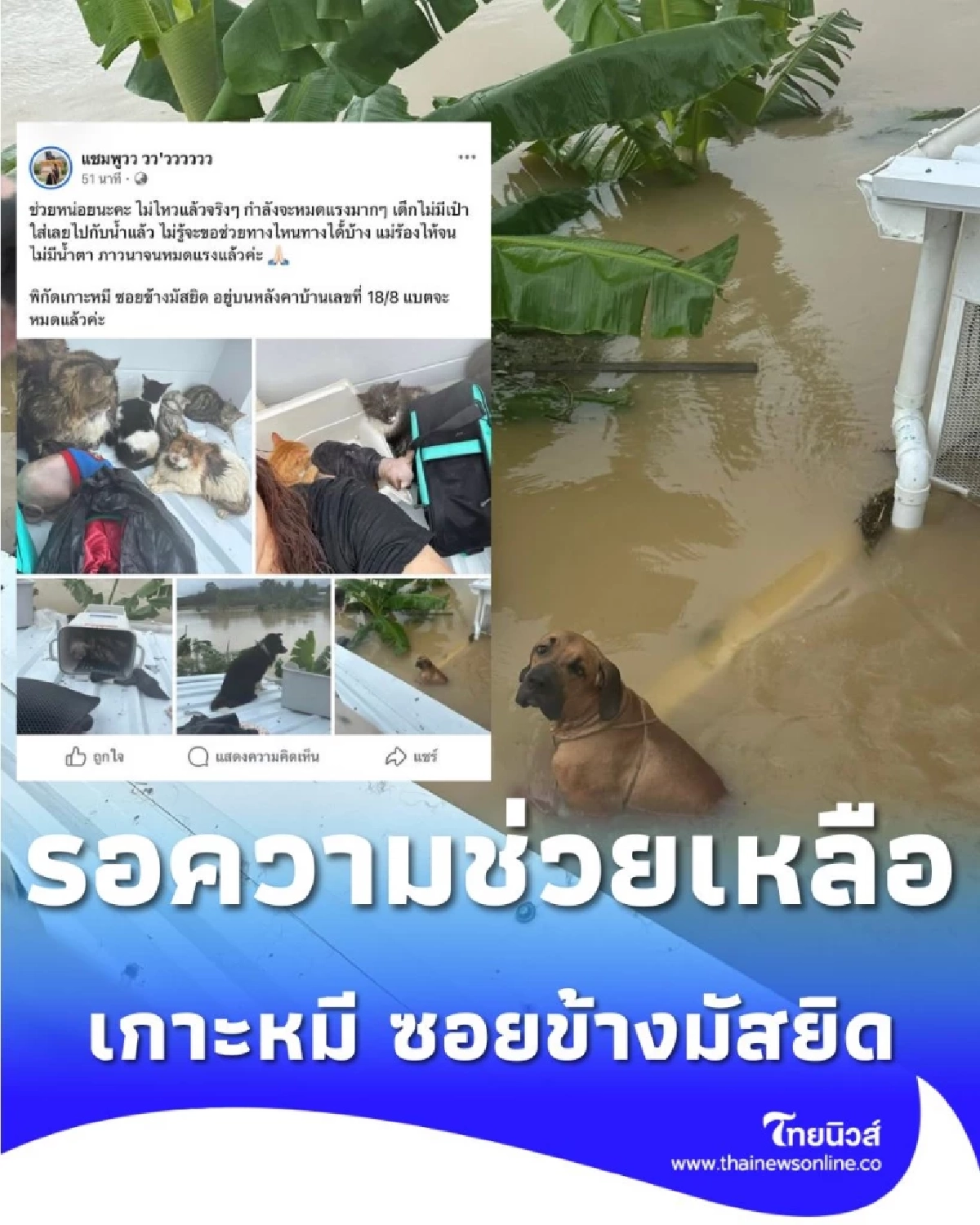 วิงวอนขอความช่วยเหลือด่วนครอบครัวติดหลังคาน้ำท่วมหนักที่เกาะหมี หาดใหญ่