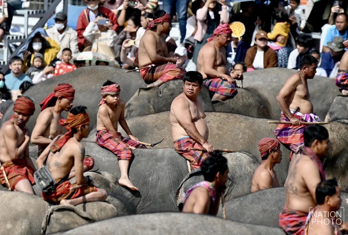 งานแสดงช้างสุรินทร์ 2568 ยิ่งใหญ่ 7 องก์ เปิดตำนานช้างคู่เมืองที่คุณไม่เคยรู้