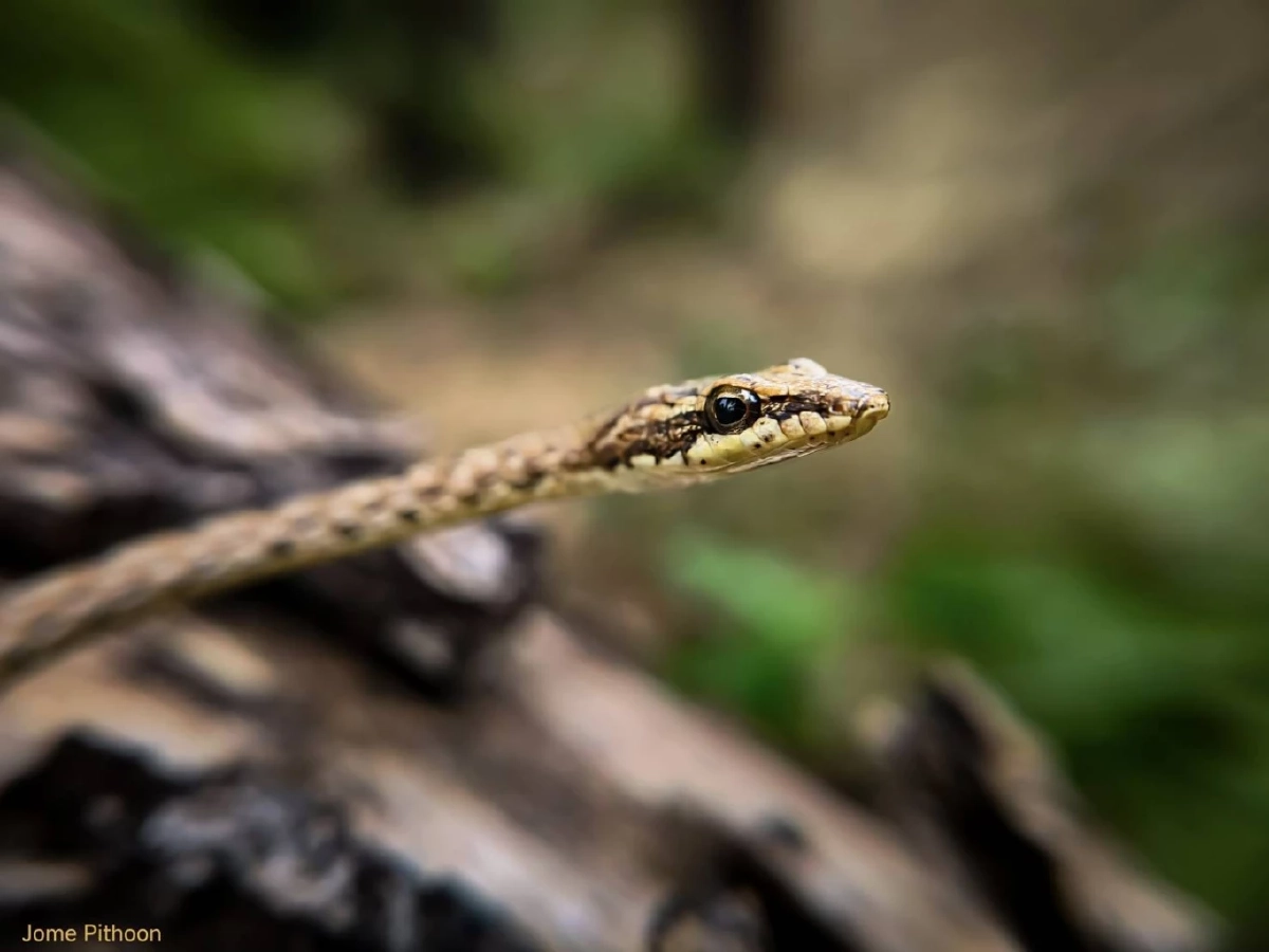 งูเถา นักอำพรางแห่งพงไพร เสน่ห์งามซ่อนเร้นของนักล่ากลางวัน