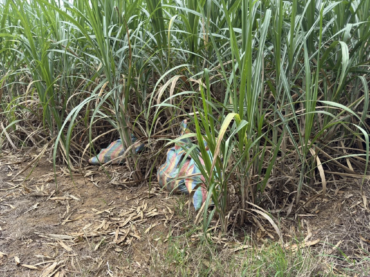 สกัดลักลอบขน ซากหมู 3 กระสอบกลางไร่อ้อยชายแดนสระแก้ว