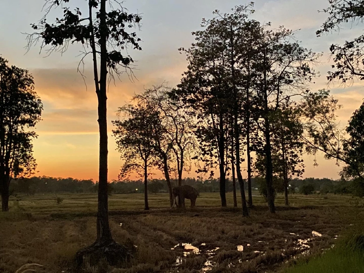 เปิดสาเหตุ คาดทำ\"พลายสมคิด\"ล้มกะทันหัน เจ้าของเศร้าสุดใจ