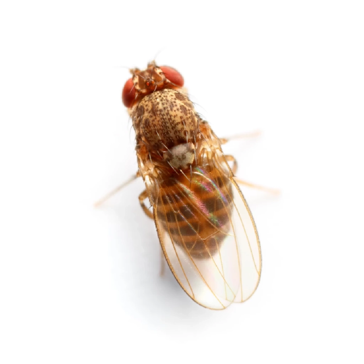 ไขปัญหาแมลงหวี่บุกบ้าน เผยต้นตอแหล่งเพาะพันธุ์ใกล้ตัวคุณ