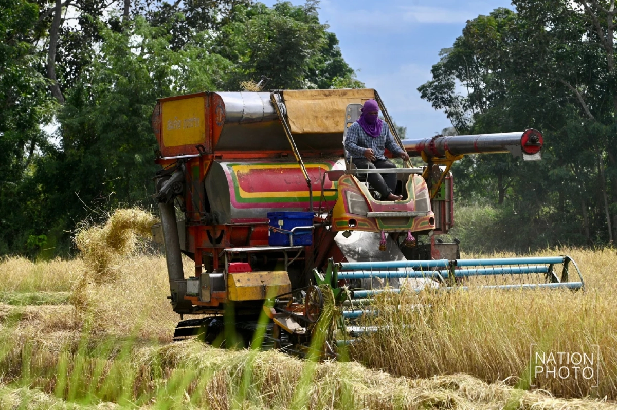 ชาวนาหนองหญ้าแก้ว เร่งเก็บเกี่ยวผลผลิต ยอมขาดทุนเกี่ยวข้าวยังไม่ทันสุก