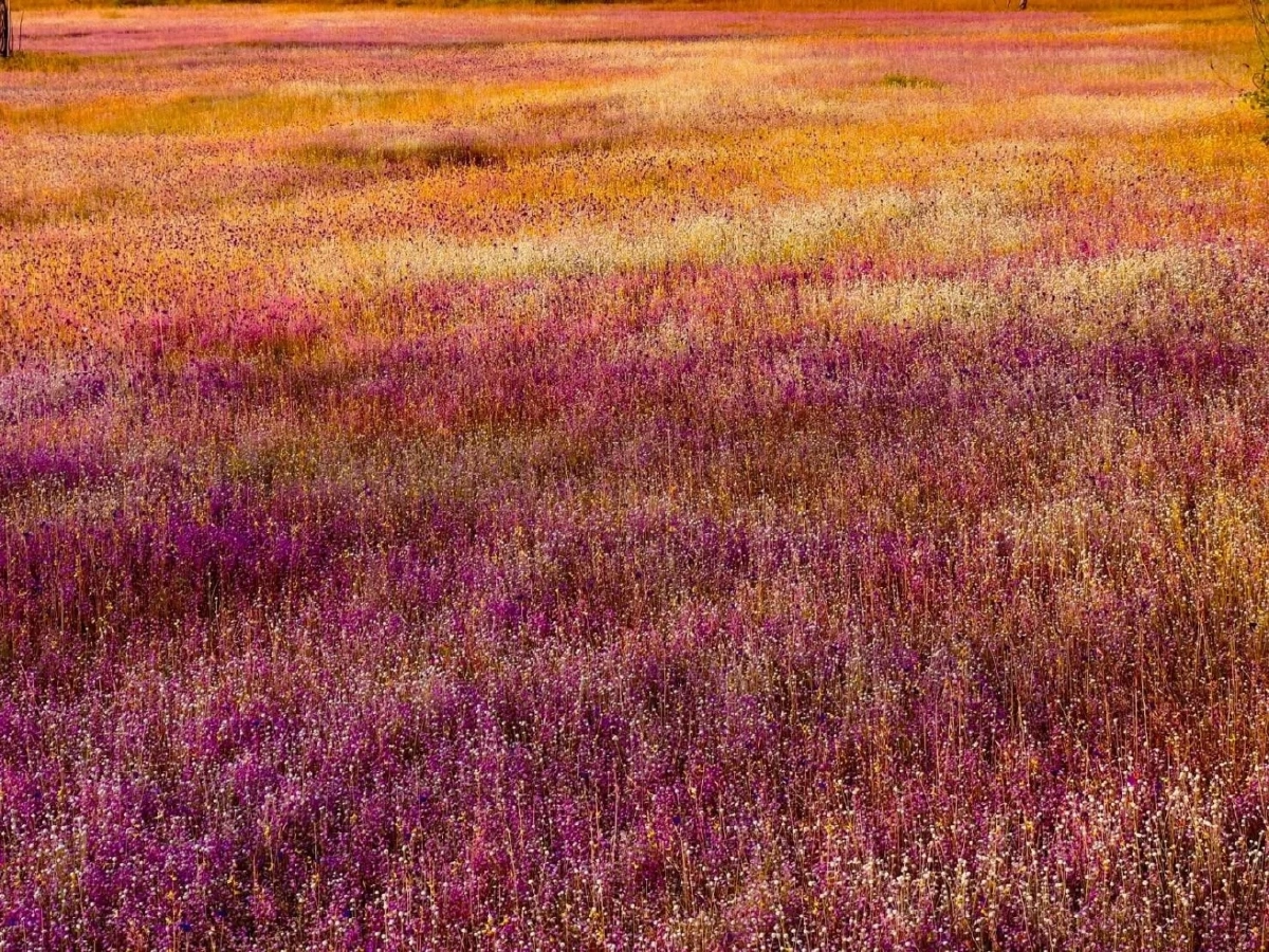 อลังการ! “ทุ่งดอกไม้นามพระราชทาน” บานสะพรั่งกลางป่าอุบลฯ งามดั่งภาพวาด