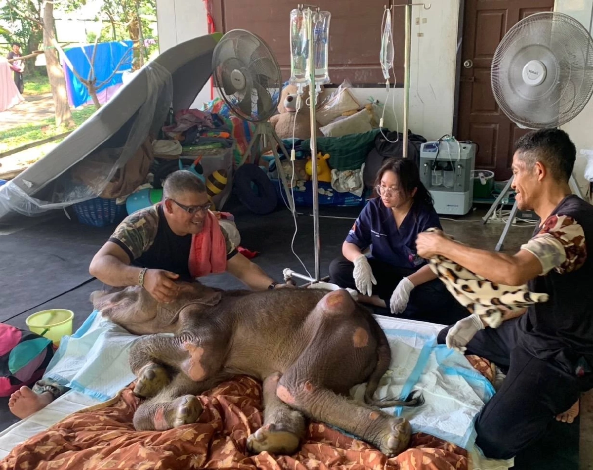 ลุ้นคืนนี้! “พังข้าวต้ม” ลูกช้างป่าพลัดหลง เตรียมถ่ายเลือด