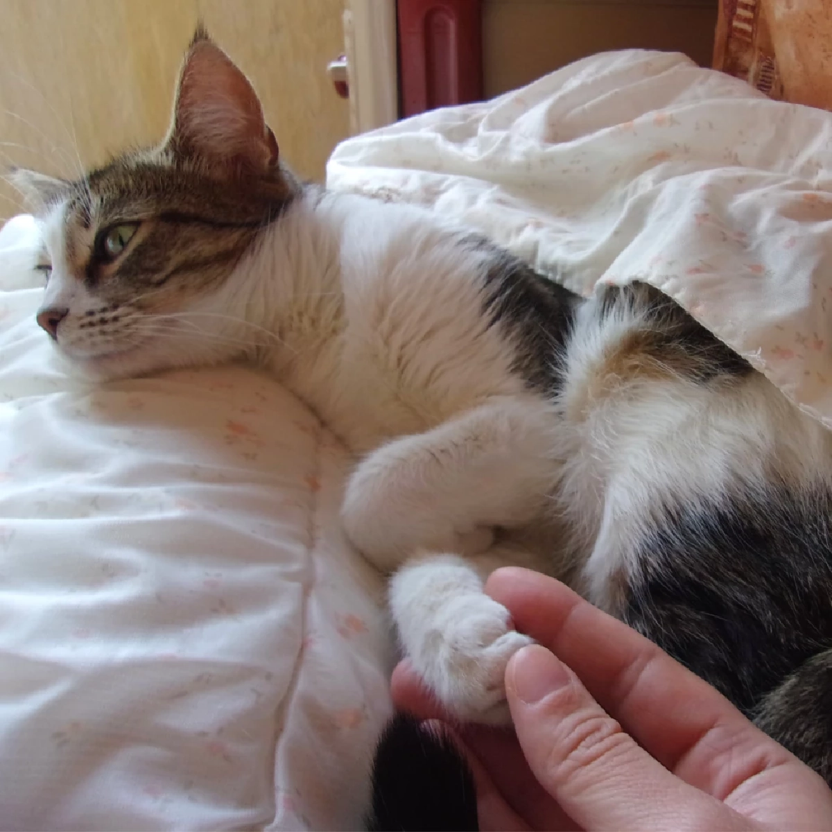 เรื่องจริงสุดพีค! ไขพฤติกรรมสัตว์เลี้ยงแกล้งป่วย