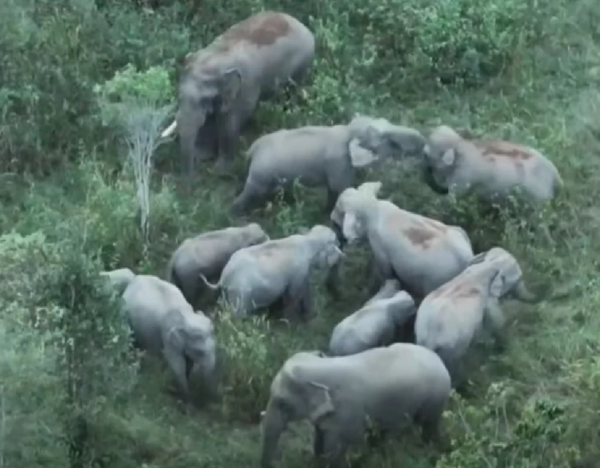 พบ โขลงช้างป่า 40 ตัว ในเขตรักษาพันธุ์สัตว์ป่าดงใหญ่