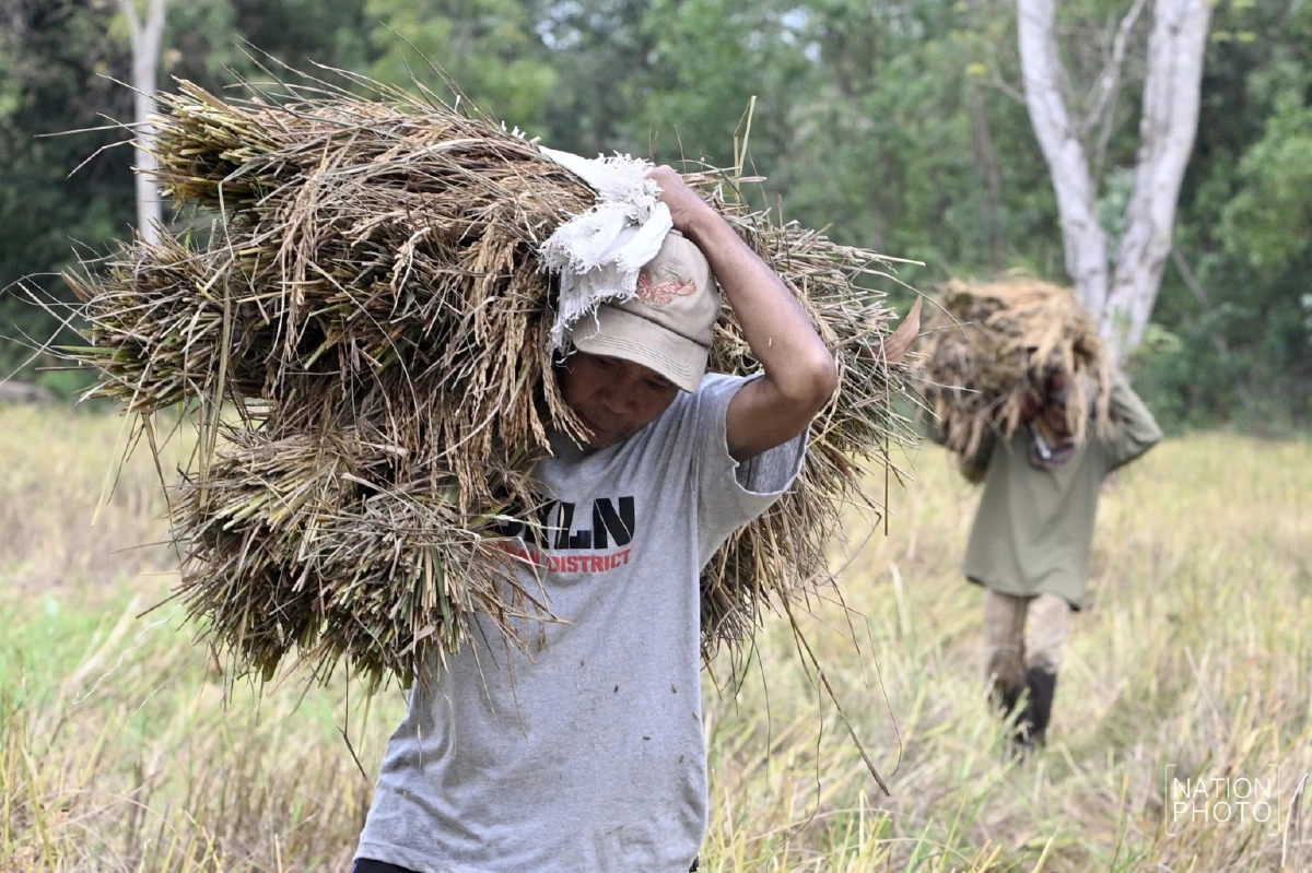 ตึงเครียดชายแดน! ชาวบักไดเร่งเกี่ยวข้าว–พร้อมอพยพ 24 ชม.