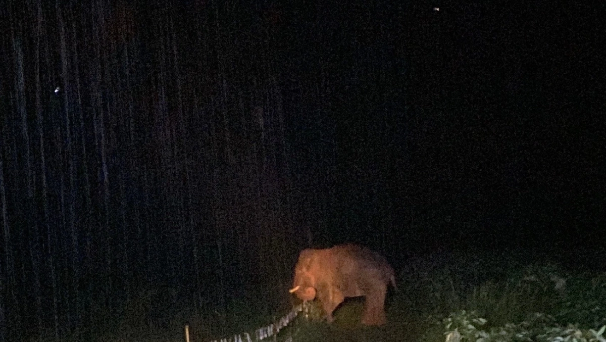 เจ้าหน้าที่เขาแผงม้าผลักดันอ้อยหวานช้างป่าเพศเมีย กลับเข้าป่า