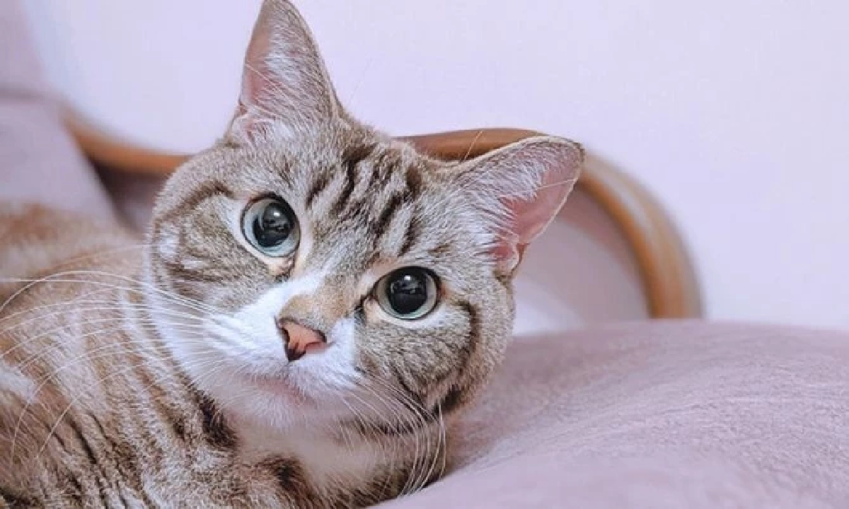 ทำไมลูบขนแมวแล้วแมวต้อง “เลียตัวเอง”? ไขพฤติกรรมที่เจ้าของหลายคนสงสัย