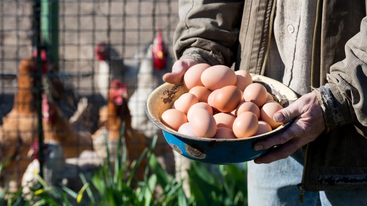 “ไข่ไก่ล้นตลาด” ฉุดราคาฟองละ 3 บาท กระทบผู้เลี้ยงทั่วประเทศ