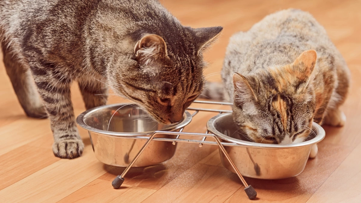 ถ้าแมวอยู่ตัวเดียวมานาน จะยอมรับเพื่อนใหม่ได้ไหม?