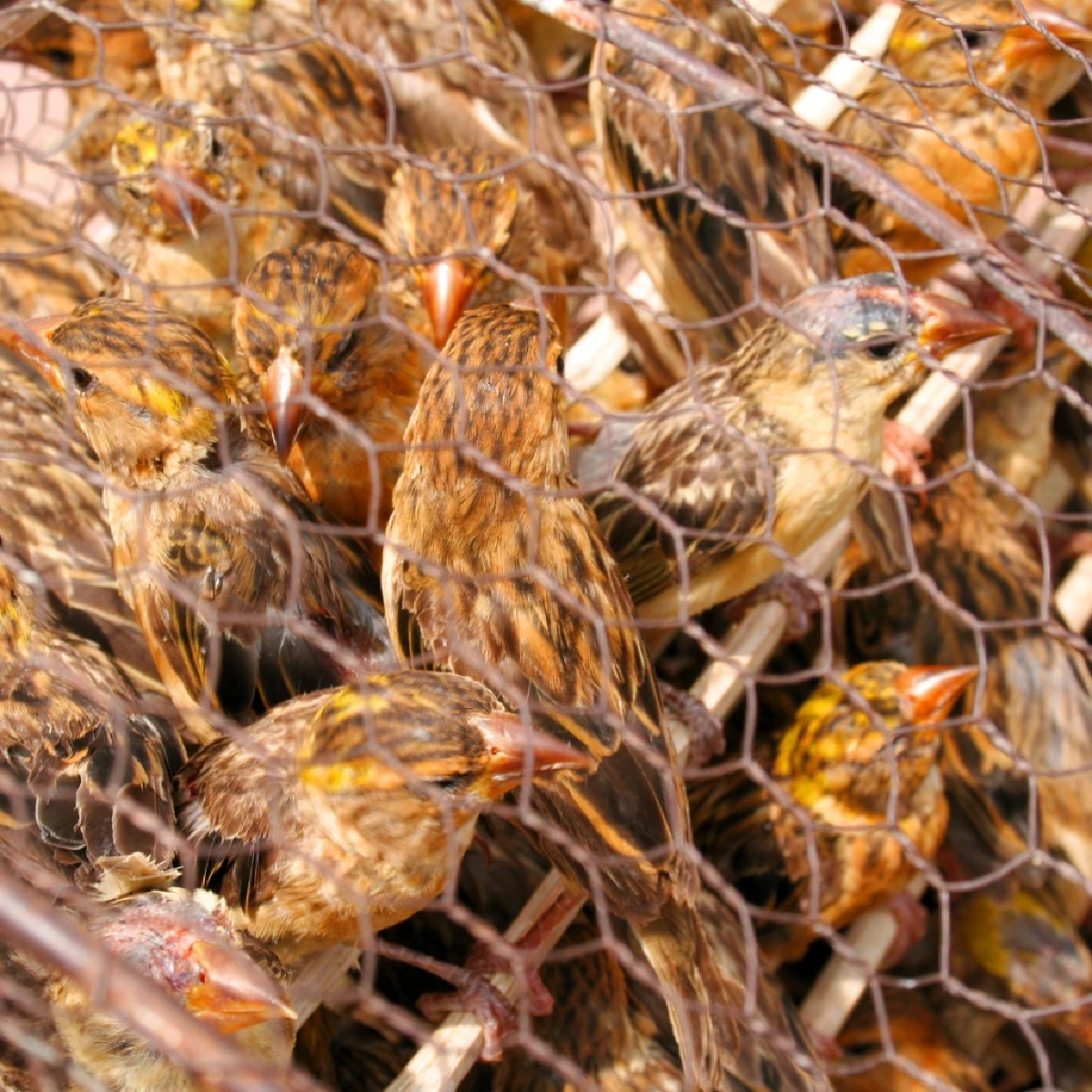 ผวา สหรัฐฯ พบ ไข้หวัดนก H5N5 ติดเชื้อในคนครั้งแรก