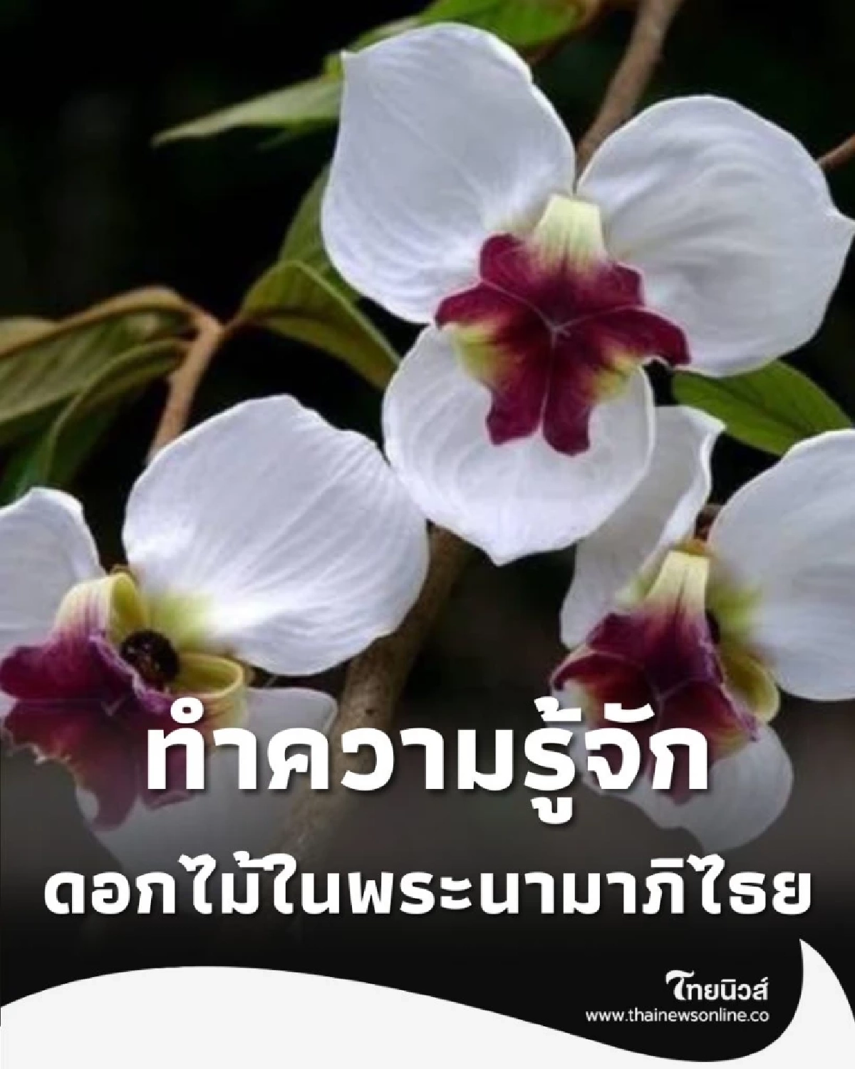 เปิดลิสต์ ดอกไม้ที่ใช้พระนามาภิไธย สิริกิติ์ เทิดพระเกียรติสมเด็จพระพันปีหลวง