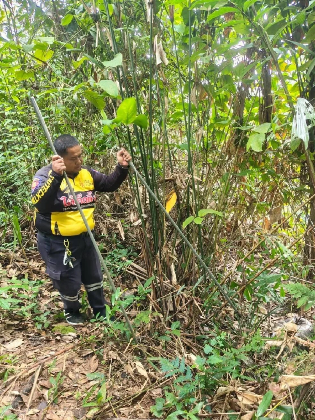 งูเหลือมท้องโตโผล่สวนยาง บางขัน! กู้ภัยเร่งย้ายเข้าป่าลึก