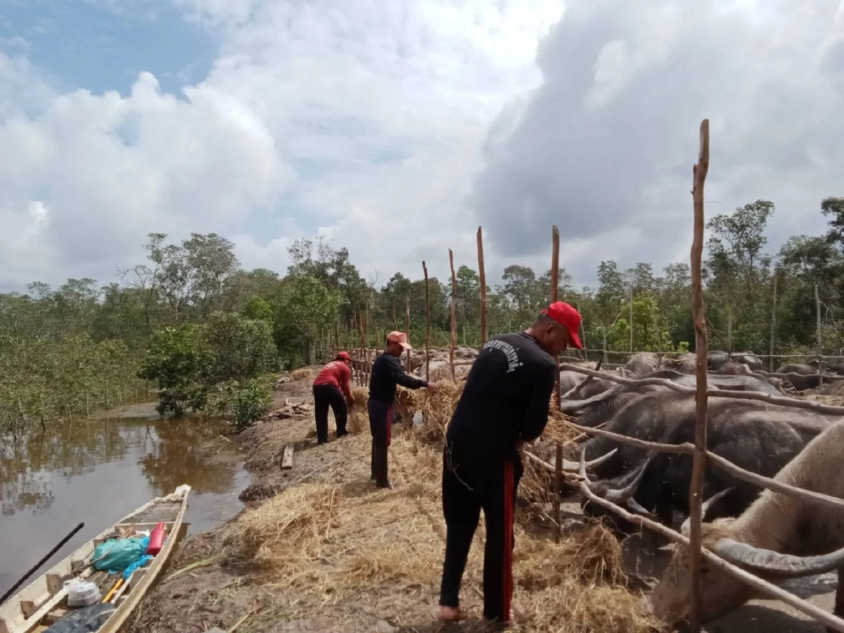 จนท.ทะเลน้อยลุยช่วยสัตว์เลี้ยงชาวบ้านที่ขาดอาหาร จากเหตุน้ำท่วม