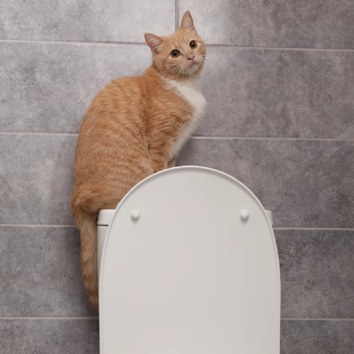 แมวทำไมชอบดื่มน้ำจากชักโครก หนึ่งในสัญญาณสุขภาพเสี่ยง