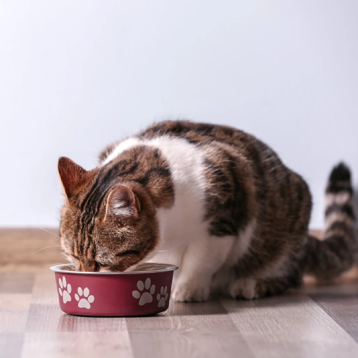 ทำไมแมวกินอาหารไม่หมดถ้วย? เผยเหตุผลและวิธีแก้เบื้องต้น