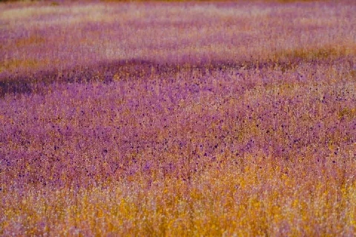 อลังการ! “ทุ่งดอกไม้นามพระราชทาน” บานสะพรั่งกลางป่าอุบลฯ งามดั่งภาพวาด