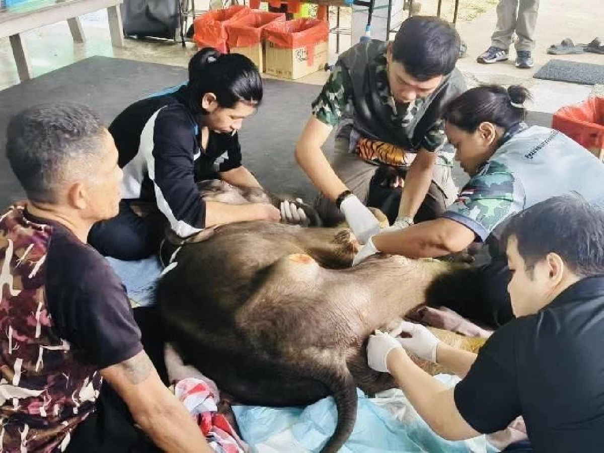 เอาใจช่วย “พังข้าวต้ม” ลูกช้างป่าป่วยหนัก ลำไส้อักเสบ-น้ำตาลในเลือดตก