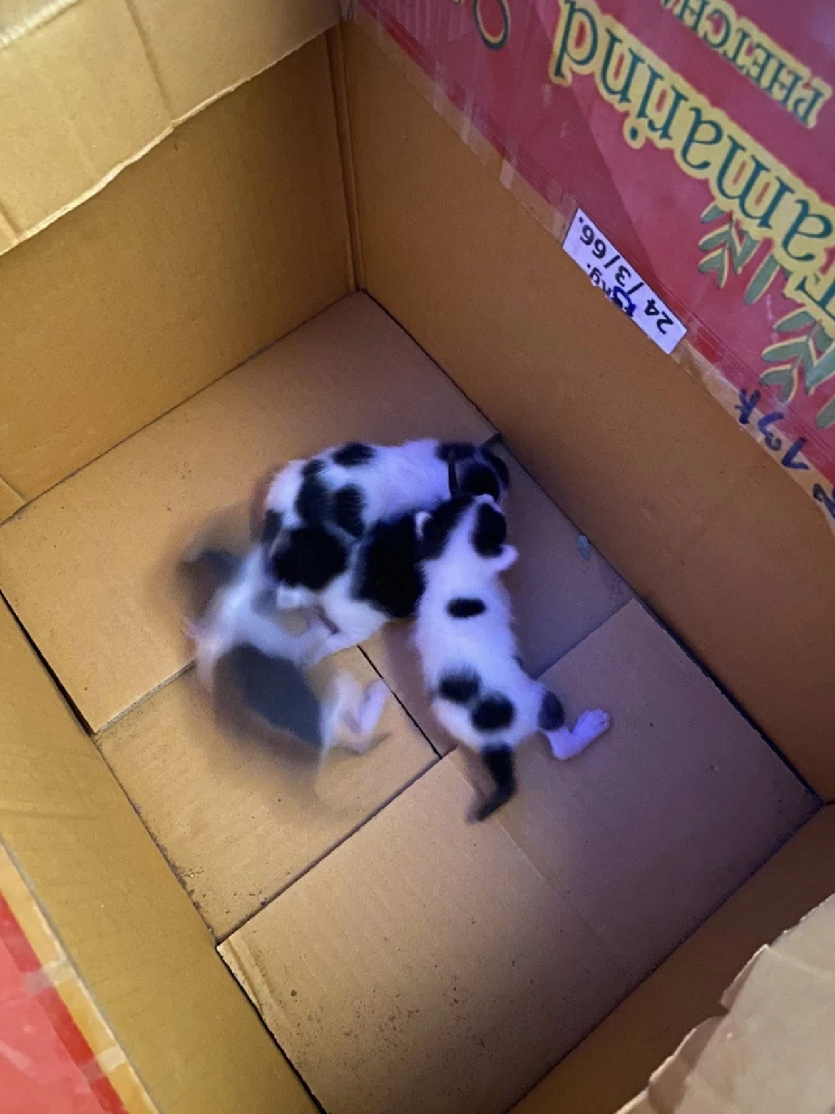 ทะเบียนรถพระเกจิดัง หลวงปู่จื่อ หลังแม่แมวมาคลอดลูกใต้ท้องรถ