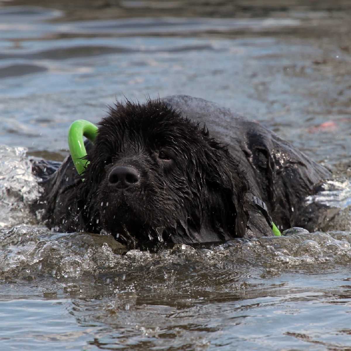ปล่อยหมาว่ายน้ำนาน! ผู้เชี่ยวชาญเตือนเสี่ยงอันตรายถึงชีวิต