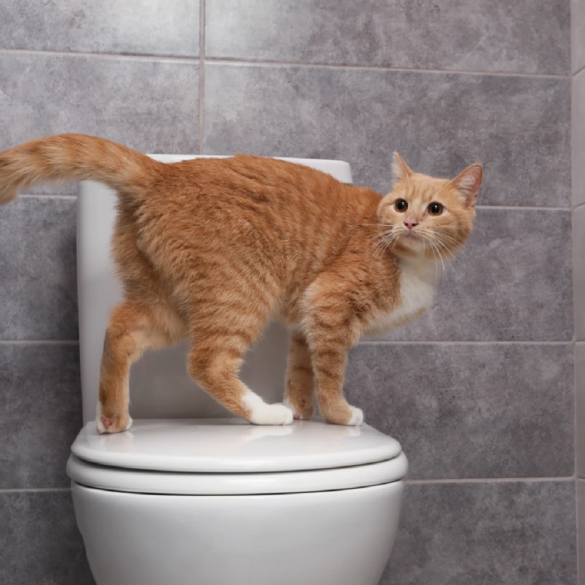 แมวทำไมชอบดื่มน้ำจากชักโครก หนึ่งในสัญญาณสุขภาพเสี่ยง