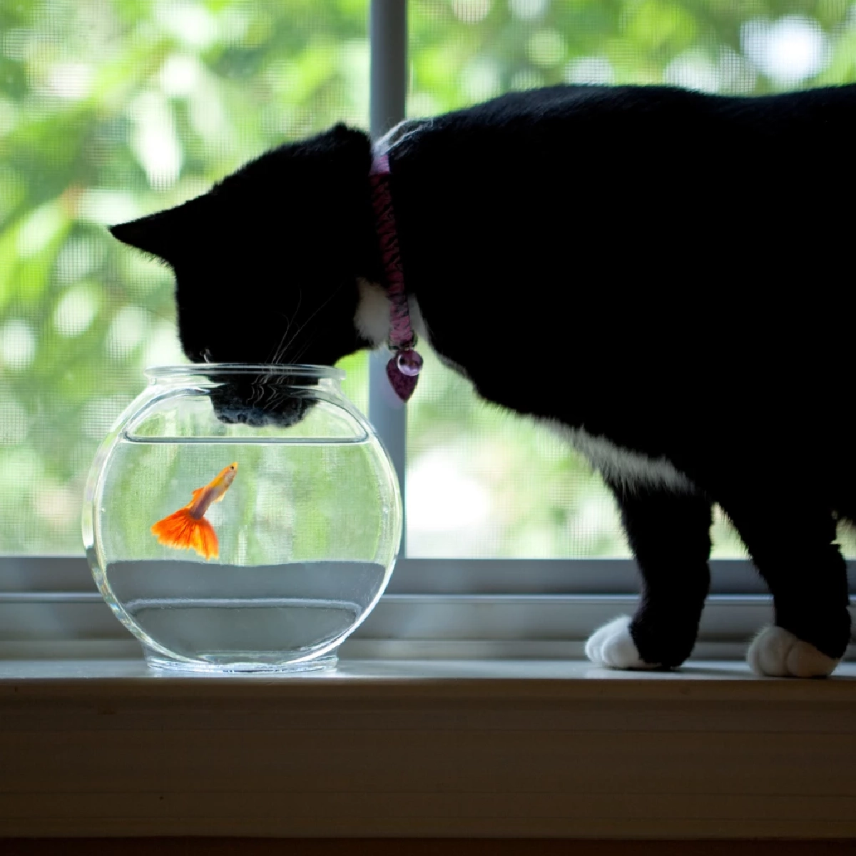 “ทำไมแมวถึงหลงใหล ‘ตู้ปลา’ เหมือนดูซีรีส์? เผยสาเหตุแท้จริงสุดน่ารัก!”