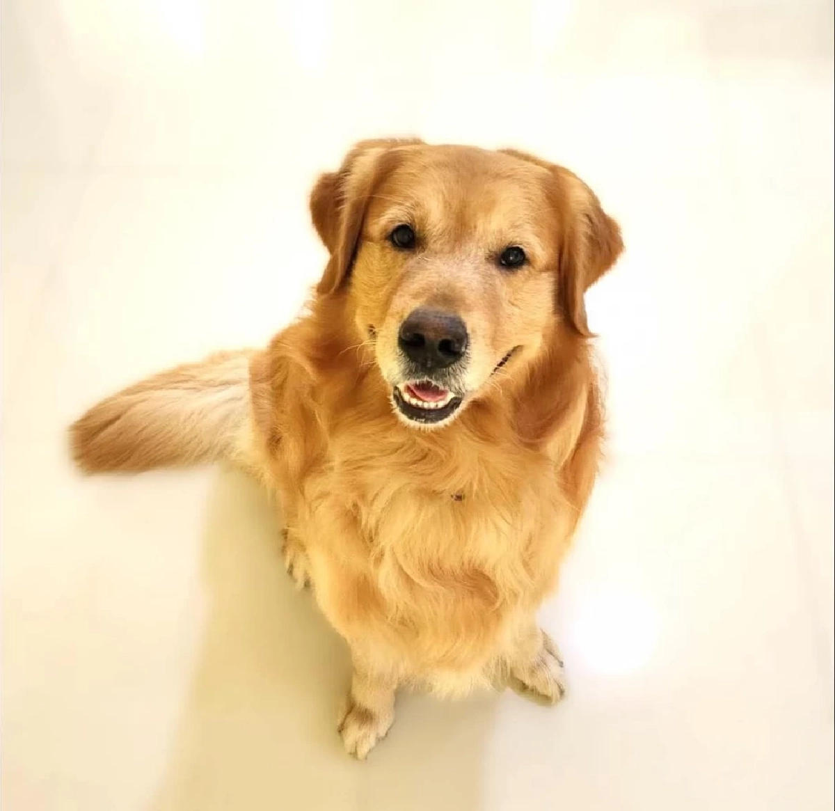 “ต๊ะ นารากร” ผู้ประกาศข่าวชื่อดัง โพสต์ช่วยหาบ้านใหม่ให้ลาเต้