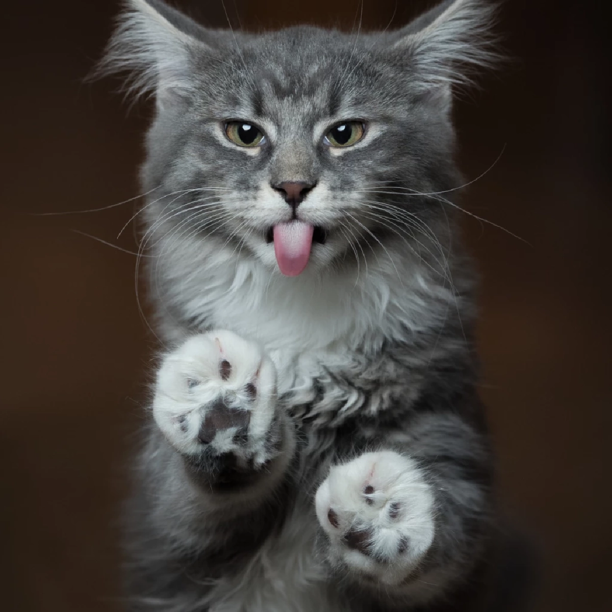 ทำไมแมวเลียคุณ? ความลับความรักที่เจ้าของต้องรู้