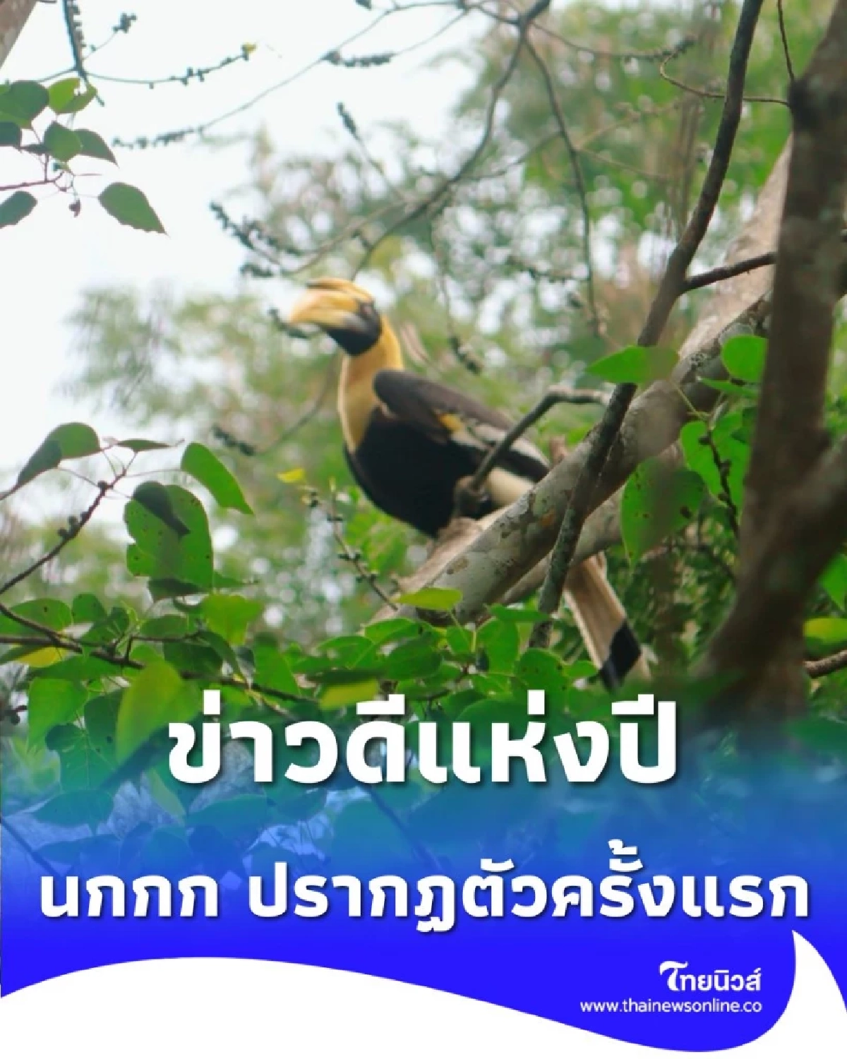 สัญญาณความสมบูรณ์ พบ นกกก ที่อช.ดอยผ้าห่มปก เป็นครั้งแรก