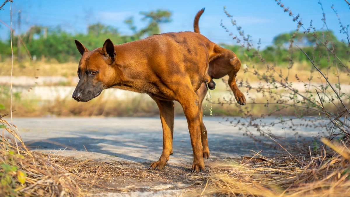 หมาฉี่ไม่เป็นที่ทั่วบ้าน! เปิดเคล็ดลับฝึกน้องให้ฉี่ถูกจุด