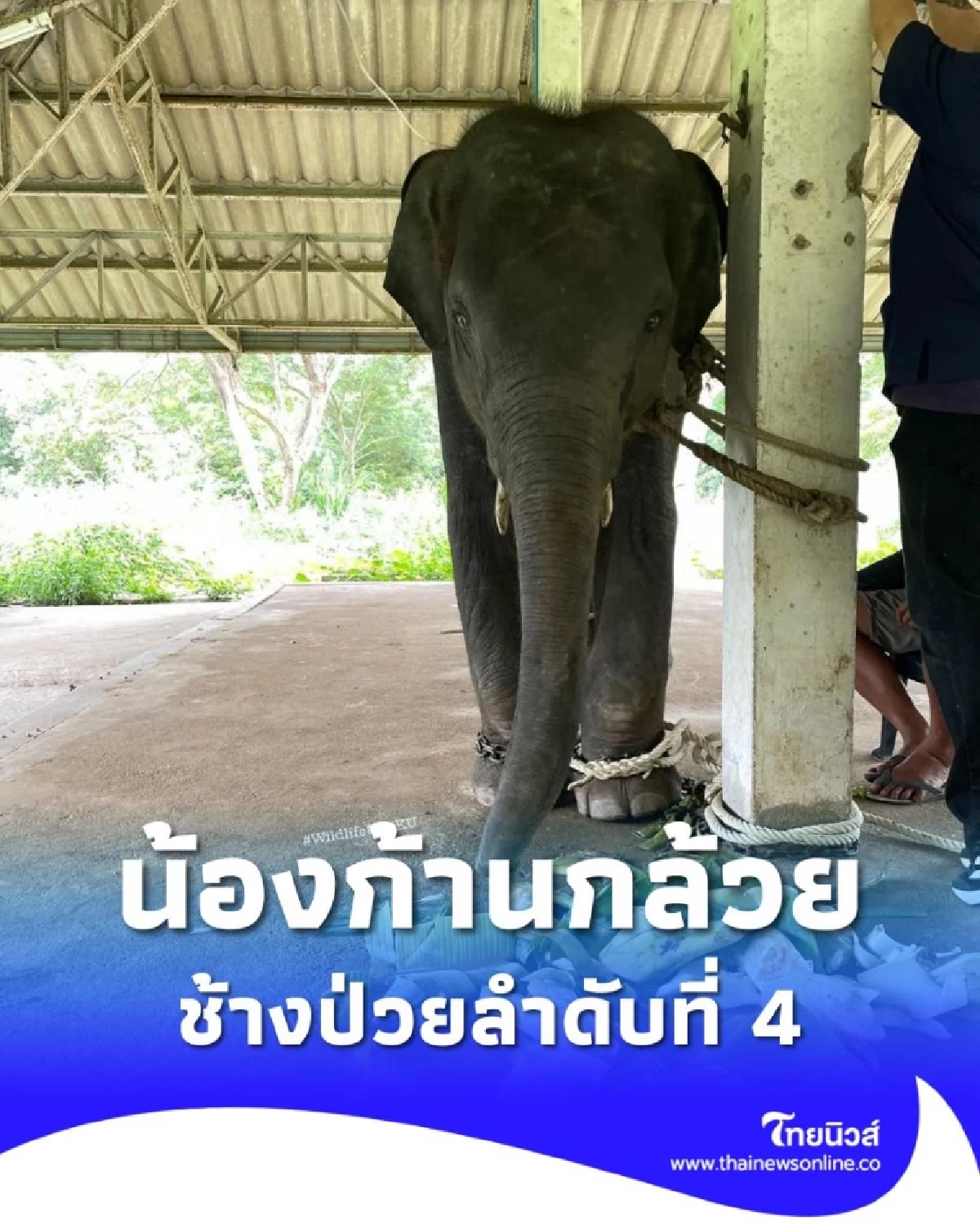 น้องก้านกล้วย ช้างน้อยวัย 4 ขวบ เข้ารักษาที่กำแพงแสนเนิร์สเซอรี่