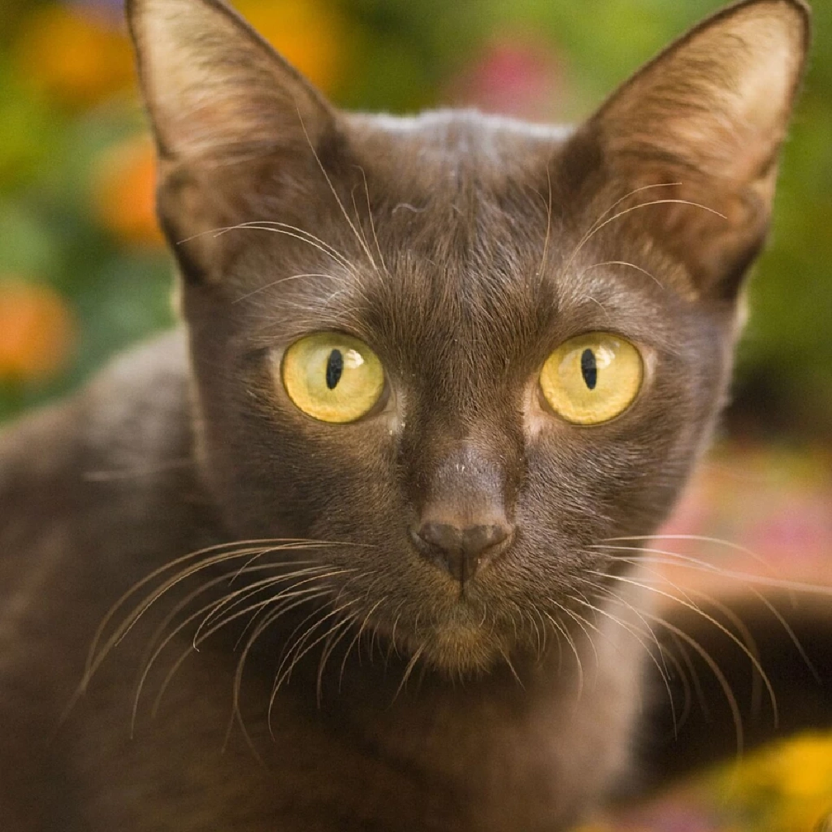 แมวศุภลักษณ์