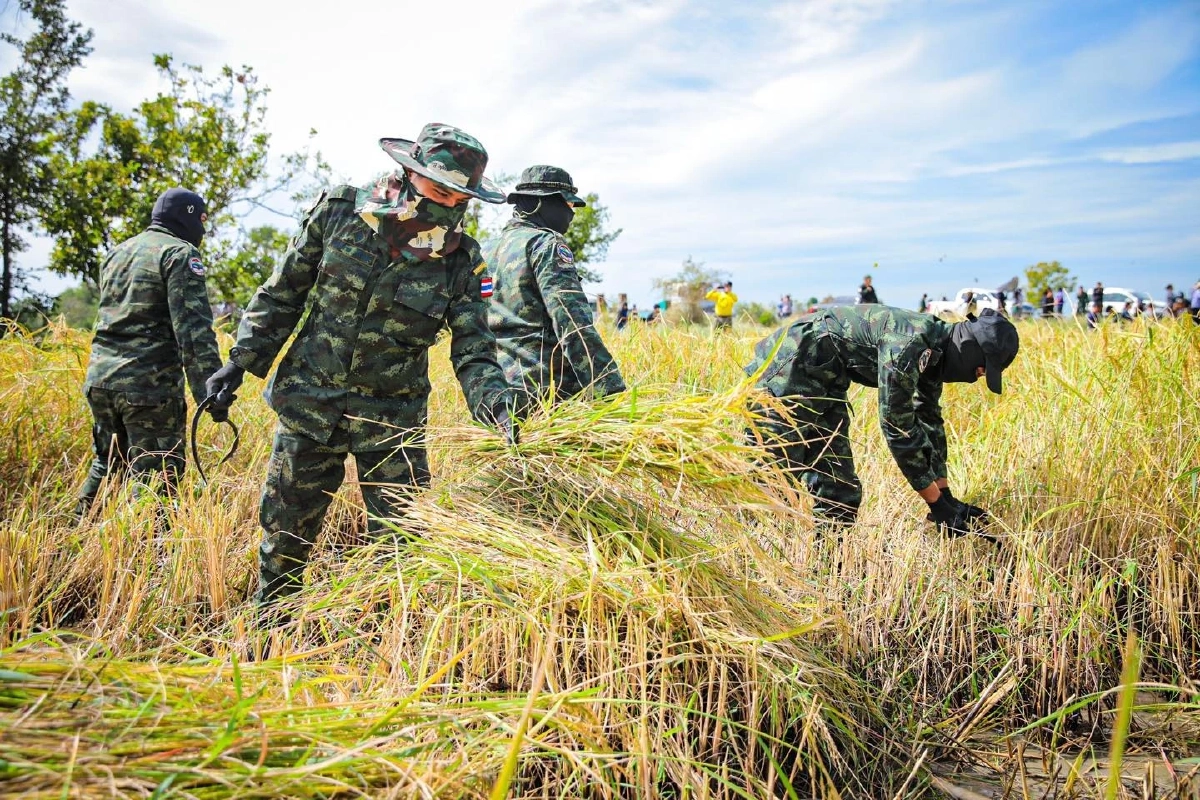 กองกำลังบูรพา อำนวยความสะดวกช่วยชาวนาในฤดูกาลเก็บเกี่ยว