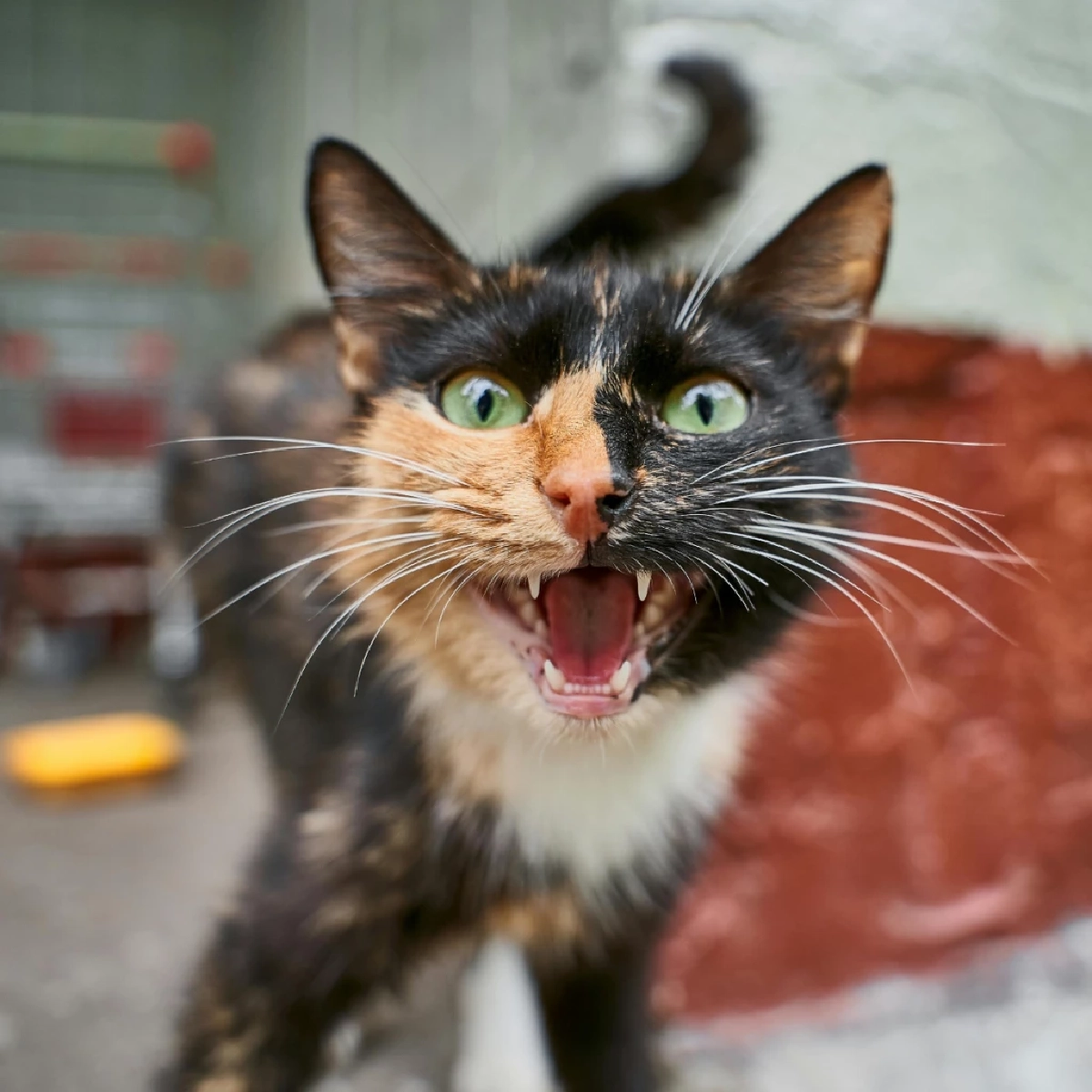 เสียง “เมี๊ยว” ที่คุณได้ยินทุกวัน จริง ๆ แมวพูดกับคุณ