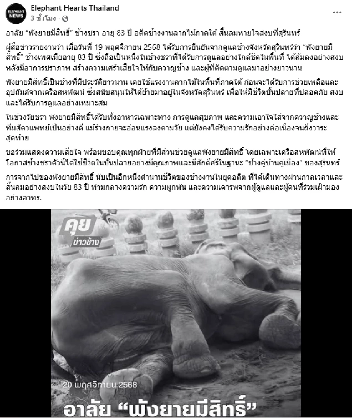 เศร้า พังยายมีสิทธิ์ ล้มแล้ว ปิดตำนานอดีตช้างใช้งานกว่า 8 ทศวรรษ